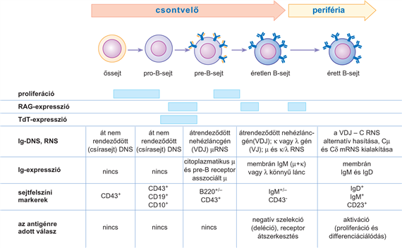 A B-limfociták fejlődésének állomásai