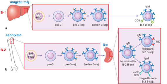 A B-limfociták fejlődésének állomásai