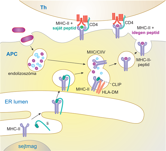 A peptidek megkötésére alkalmas MHC-II-molekulák sejten belüli szállítása