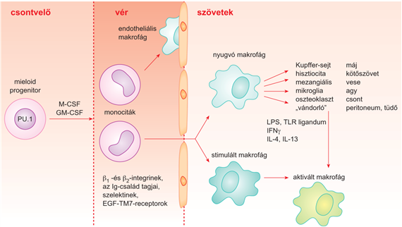 Mononukleáris fagociták: monociták és makrofágok