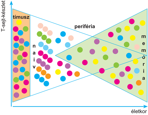 A perifériás T-limfocita-készlet összetétele és szabályozása