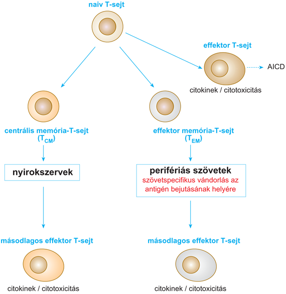 A naiv és a memória-T-limfocita készlet egyensúlyának fenntartása