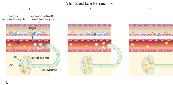 A memória-T-limfociták vándorlása és letelepedése a szövetekben