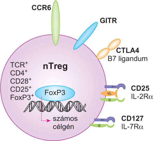 A természetes szabályozó T-limfociták (nTreg-sejtek) képződése és egyensúlyának fenntartása