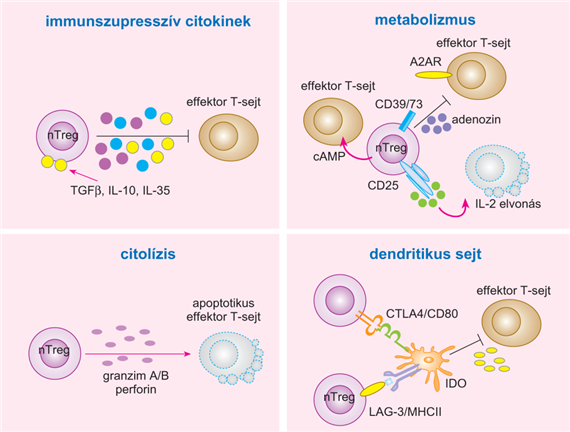 A természetes reguláló T-limfociták általi szupresszíó mechanizmusai