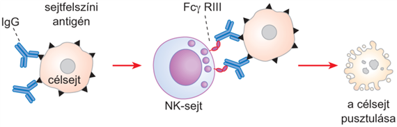 Az ellenanyagok Fc-szakasza által közvetített effektor funkciók