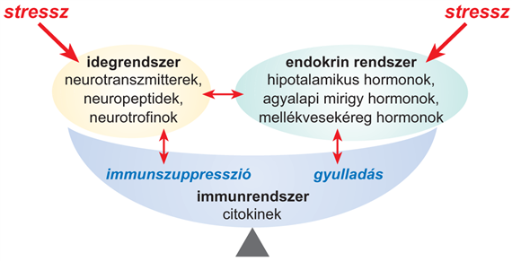 Az immunválasz szabályozása