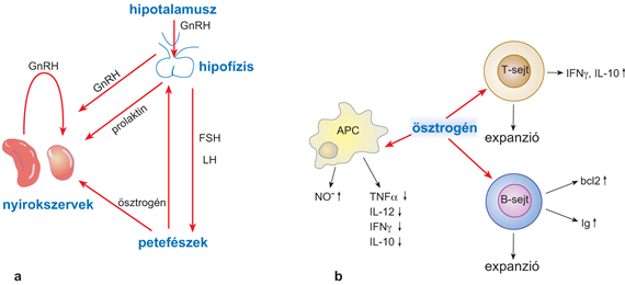 16.1. táblázat.Neuroendokrin mediátorok hatása az immunrendszerre