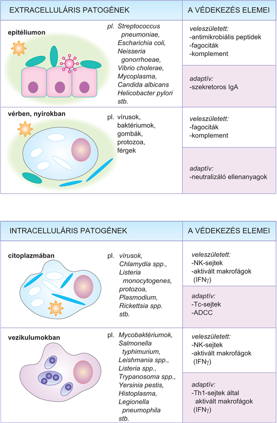 17.1. táblázat. Különböző patogének eltérő utakon jutnak a szervezetbe