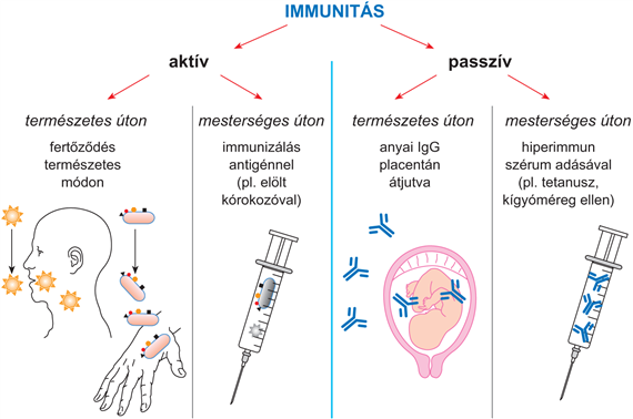 A szervezet immunológiai védettségének kialakítása, vakcináció