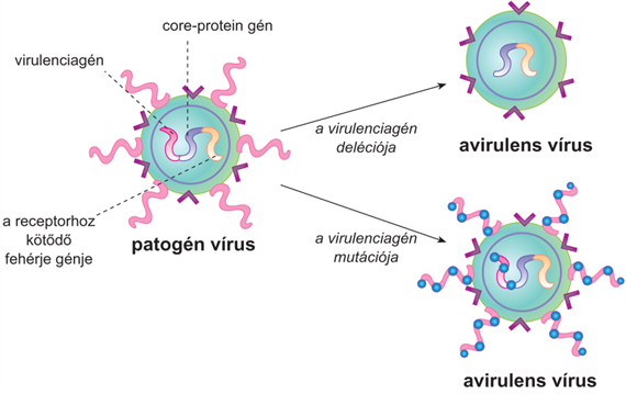 Aktív immunizálás