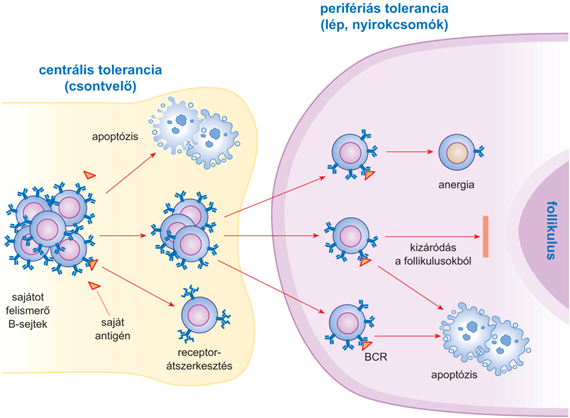 A B-sejt-tolerancia kialakulása