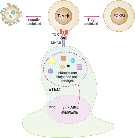 Az AIRE-gén szerepe a centrális tolerancia kialakulásában