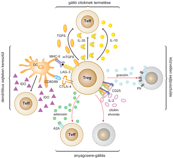 Treg-sejtek és tolerancia