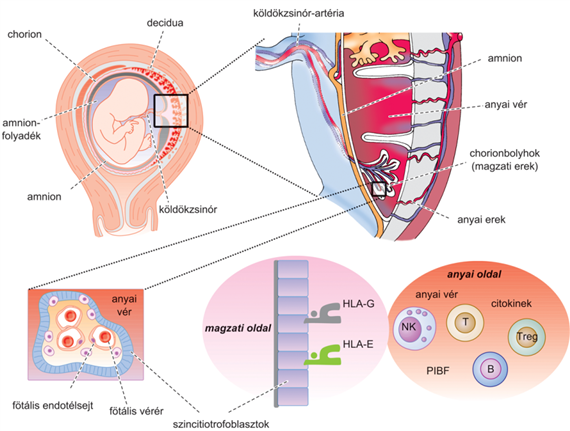 Az anya–magzat-kapcsolat immunológiája