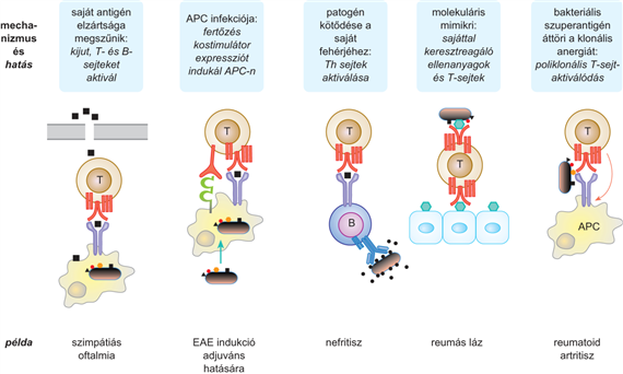 A kialakult tolerancia áttörésének lehetőségei – az autoimmun kórképek kialakulása