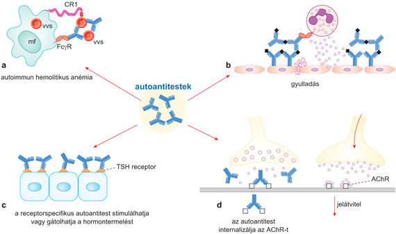 Az autoimmun betegségek során fellépő szövetkárosító folyamatok
