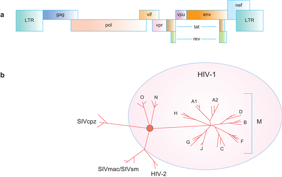 A HIV felépítése