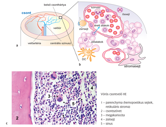 A vörös csontvelő