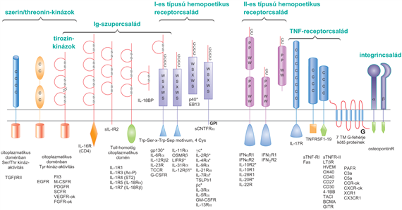 A citokinreceptorok szerkezete