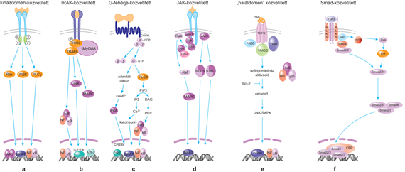 A citokinreceptorok szerkezete