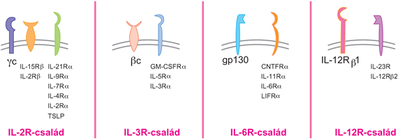 A citokinreceptorok szerkezete
