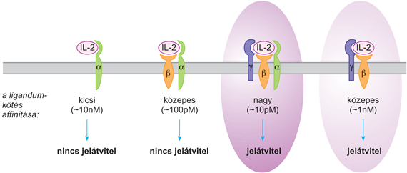Közös γ-láncot tartalmazó citokinreceptorok és ligandumaik