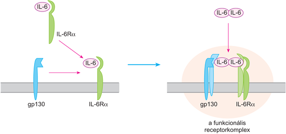 Közös gp130-láncot tartalmazó citokinreceptorok és ligandumaik