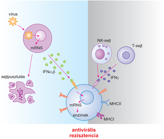 Az interferonok és receptorai
