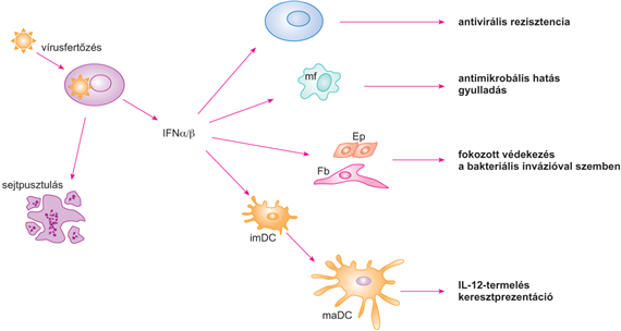 Az interferonok és receptorai