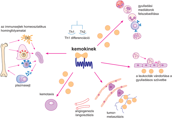 A kemokinek és receptoraik