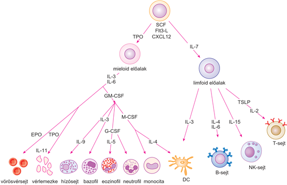 A sejtek érésében és a nyirokszervek kialakulásában résztvevő citokinek