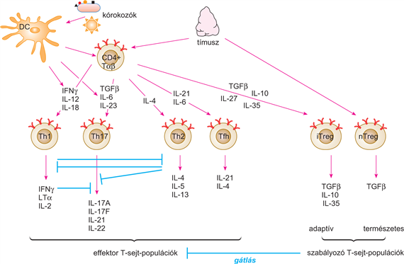 Az effektor válasz szabályozása, a CD4+-T-sejt populációk