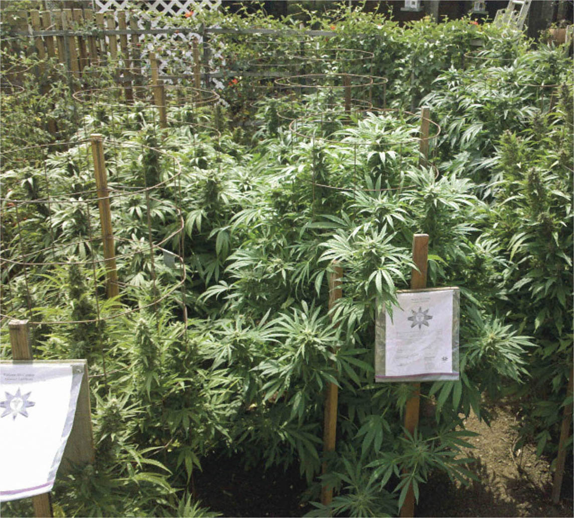 A legal California medical marijuana garden. The posted signs denote that it has been recommended by a physician.