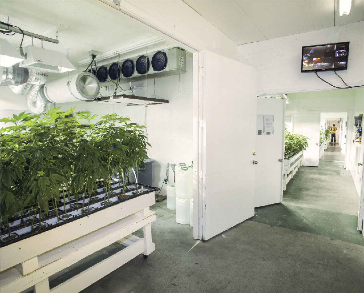 Chambered grow operation with ventilation, air filtration, and security systems visible.