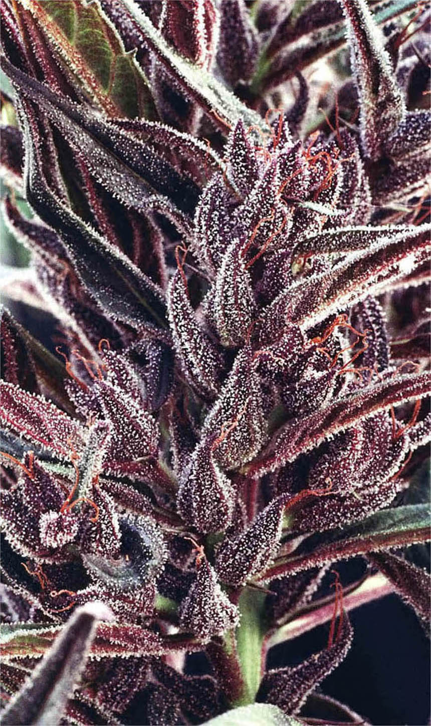 The plethora of color in cannabis can range from green to purple.