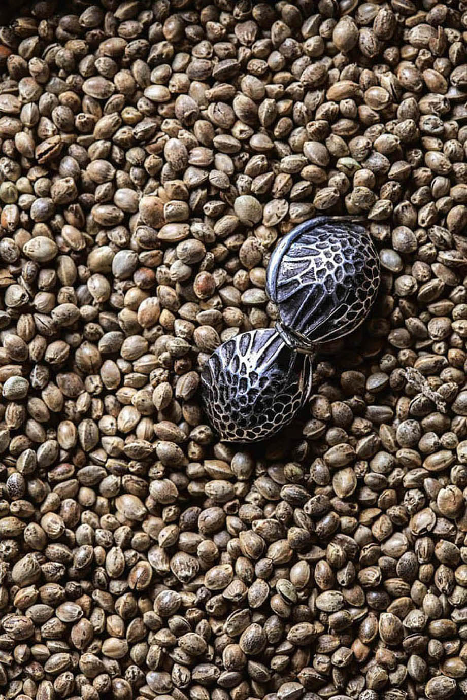 Landrace cannabis seeds from Afghanistan. Note the variety of shape, size, and color.