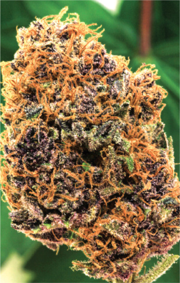 Nug of Purple Plum.