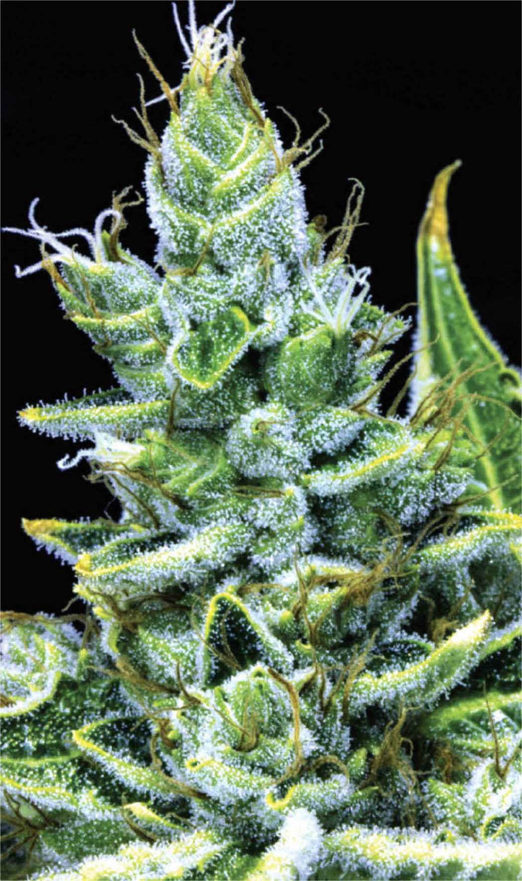 Frosty trichomes visible on this Ghost cultivar.