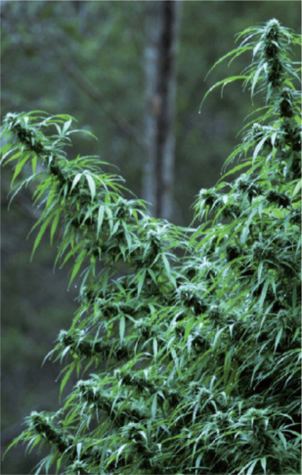 Australian sativa at dusk.