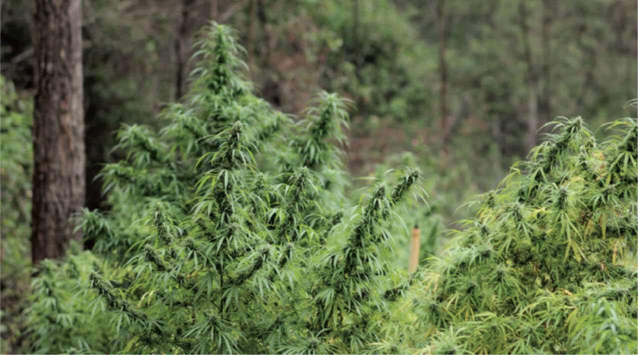 Healthy outdoor plants grown under the sun.