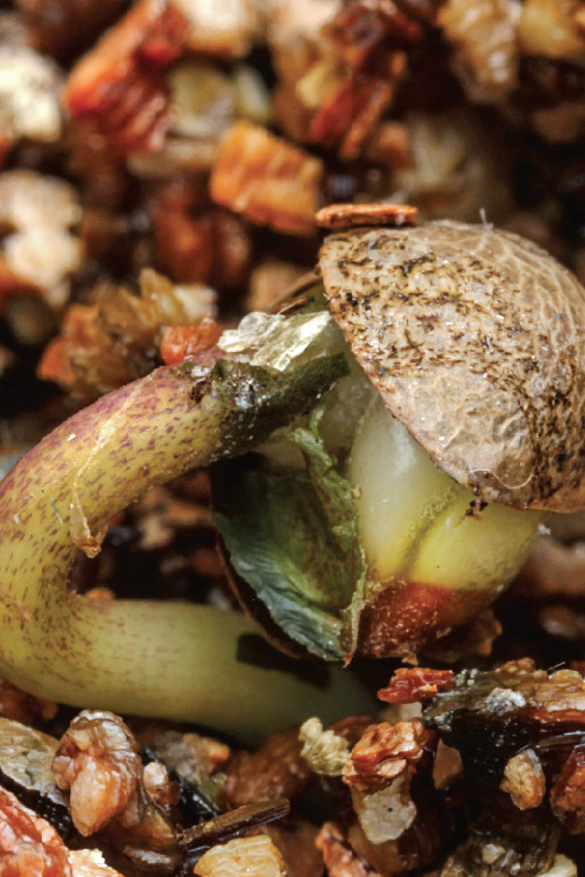 Sprouting seed emerging with the seed husk still attached to the cotyledon. Leave it to fall off on its own as seedlings are quite fragile.