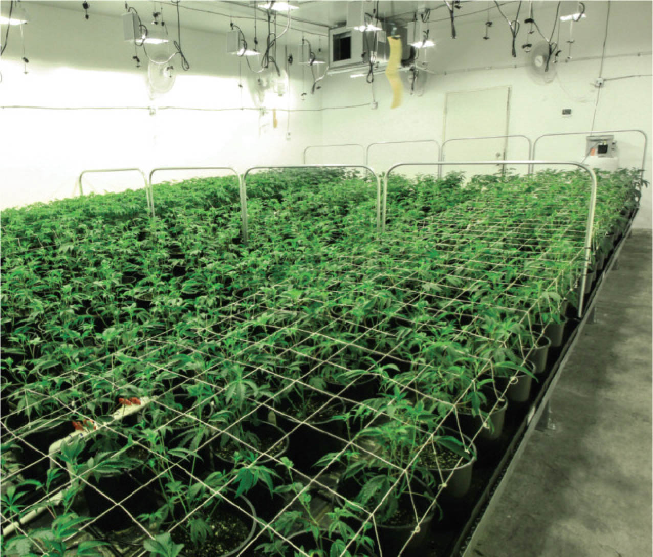 Vegetative plants in growth.