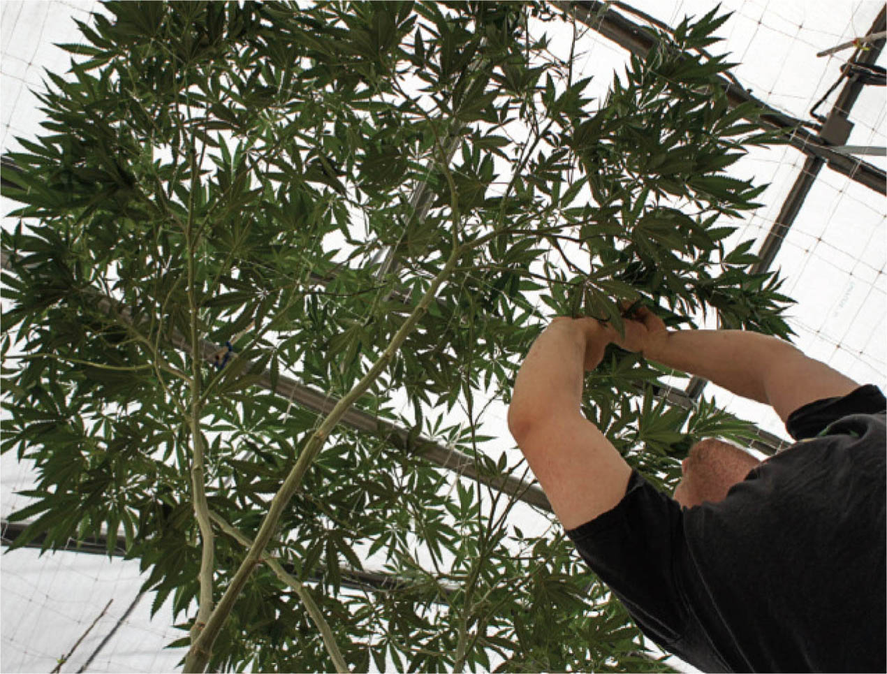 Careful training allows this SCROG plant to yield an insane amount of bud.