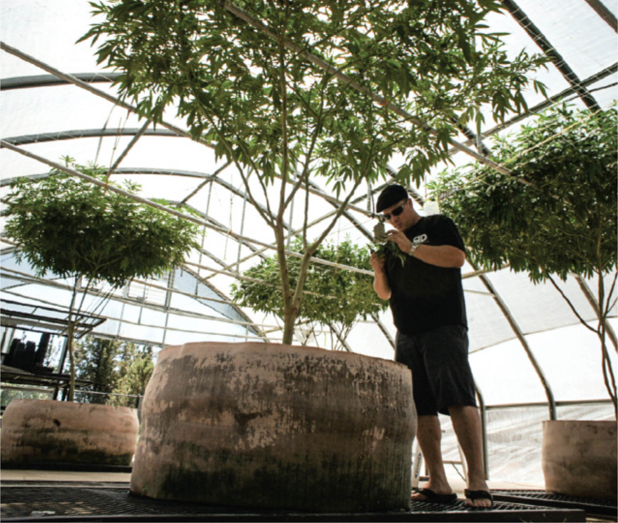 These plants are absolutely massive. This is the power of SCROG.