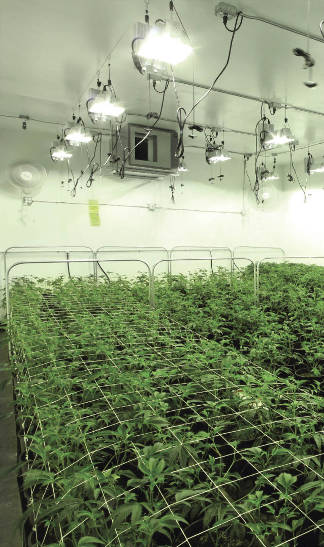 A clean, well-organized cannabis grow operation in the vegetative stage.