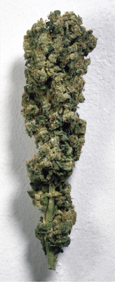 G-13, THC 27.2%.