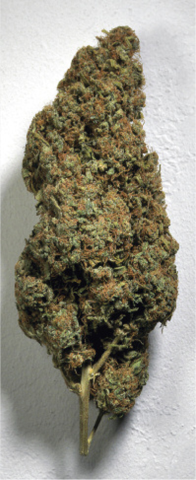 MIRV, THC 26.8%.