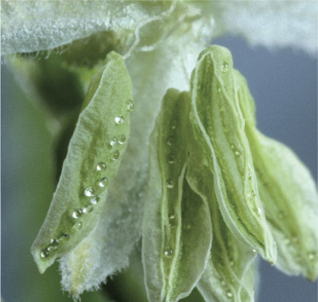 Anthers empty of pollen.