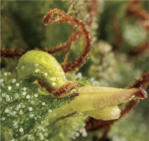 Rogue anthers in buds hold feminized pollen.